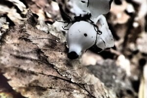 白いギンリョウソウの果実