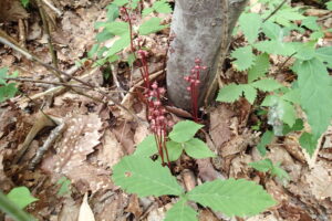 ヒトツバイチヤクソウの蕾