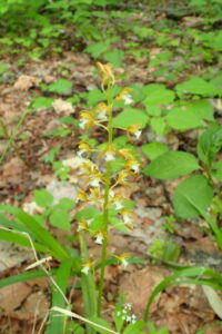 コケイランの黄色い花