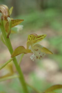 コケイランの黄色い花