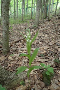 ササバギンランの白い花とササのような大きな葉