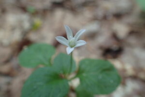 サワギキョウの白い花