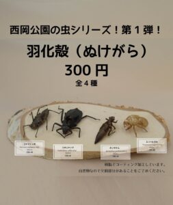 ガチャガチャのチラシ