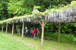 満開のフジの咲く藤棚