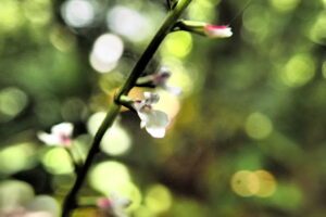 ハエドクソウの薄桃色の花