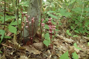 ヒトツバイチヤクソウの赤い茎と桃色の花