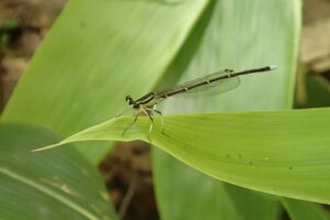 ササの上にとまるモノサシトンボ