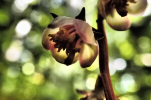 ヒトツバイチヤクソウの赤い茎と桃色の花