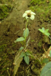 ウメガサソウの花