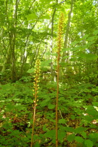 オニノヤガラの黄色い花