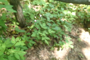 ハエドクソウの薄桃色の花