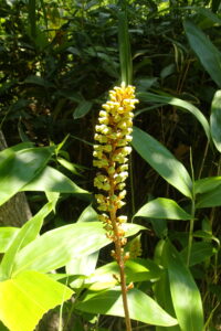 オニノヤガラの黄色い花