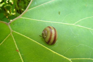 渦巻き模様のエゾマイマイ