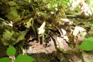 シャクジョウソウの蕾