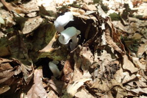 ギンリョウソウの半透明の白い花