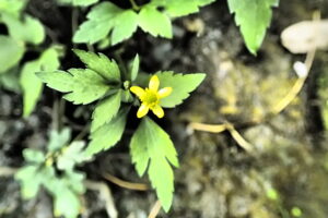 キツネノボタン黄色い花