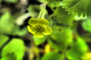 ミゾホオズキの黄色い花