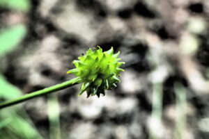 キツネノボタンのトゲトゲした果実