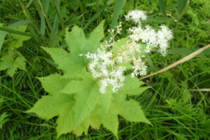 オニシモツケの白い花