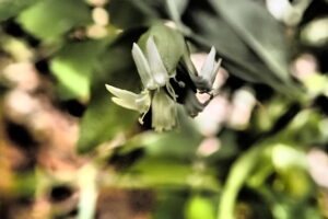 ナンバンハコベの白い花