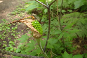 マムシグサの緑色の果実