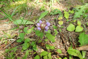 ウツボグサの紫色の花