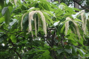 白く垂れさがるような花序