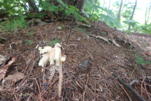 シャクジョウソウの白っぽい花