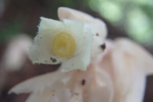 シャクジョウソウの白っぽい花