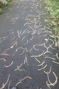 地面に落ちているクリの花