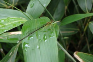 華奢な体つきのモノサシトンボ