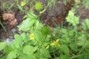 キツネノボタンの黄色い花と緑色の果実