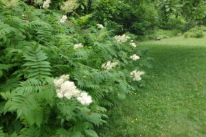 ホザキナナカマドの白い花