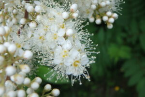 ホザキナナカマドの白い花