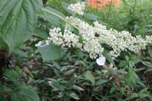 ノリウツギの飾り花