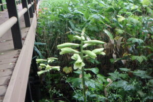 緑がかった白い色のオオウバユリの花