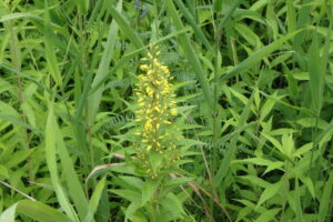 クサレダマの黄色い花