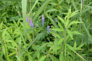 クサフジの紫色の花