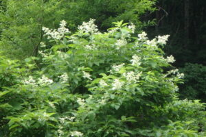 ノリウツギの飾り花