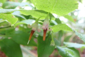 桃色のカールした花びら