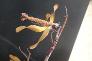 トンボのクラフト