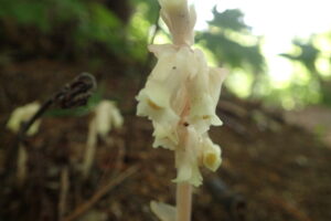 シャクジョウソウの白っぽい花