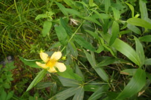 トモエソウの黄色い花