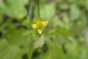 キツネノボタンの小さい黄色い花