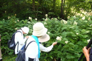 ホザキナナカマドを観察する参加者の皆さん