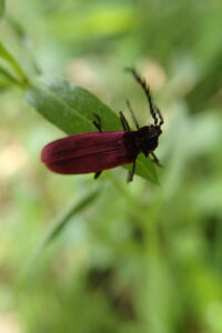 赤い色のベニボタル