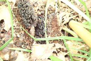 ホオノキの果実から生えてきたキノコ