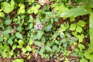 紫色のウツボグサの花