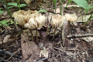 カサが上に反り返ったキノコ