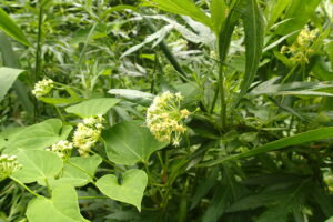 イケマの白い花